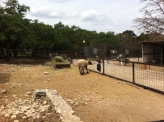 2012-04-09-20-Austin Zoo with Ian.jpg
